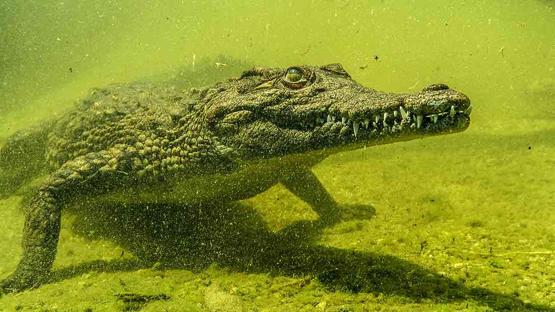 Okavango'nun Vahşi Timsahları