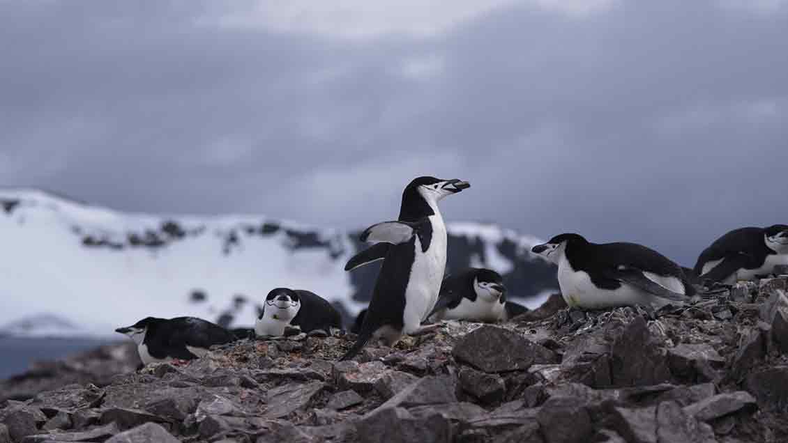 Penguen Dünyası