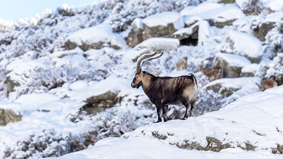 Gredos: Dağların Kralı