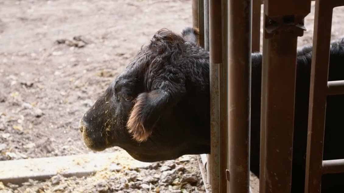 Heartland Veterinerleri: Bir Aile Hikâyesi