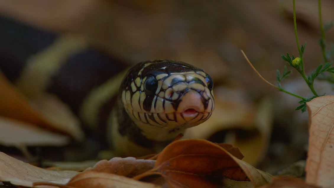 Yılanların Gizli Dünyası