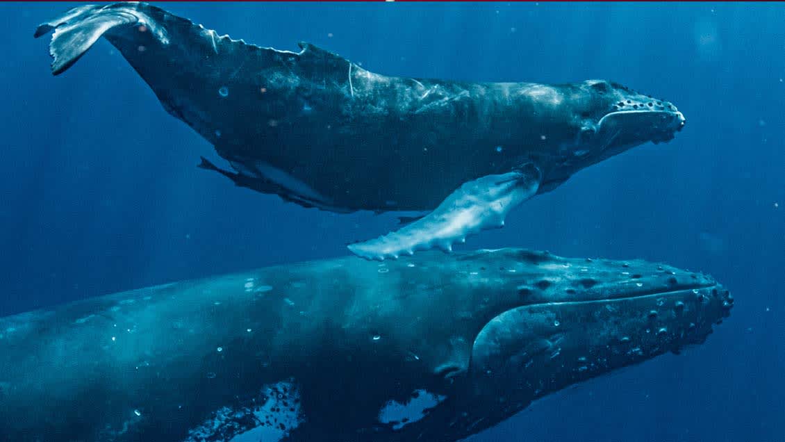 Mavi Dünya - Bahamalar