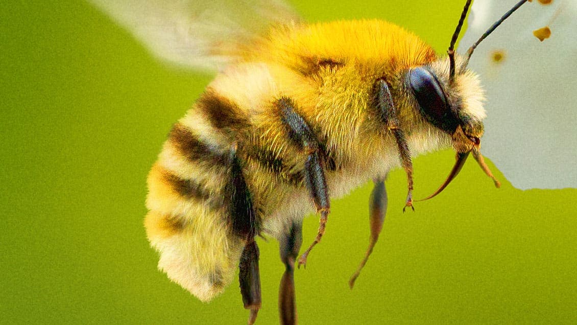 Arıların Gizemli Dünyası