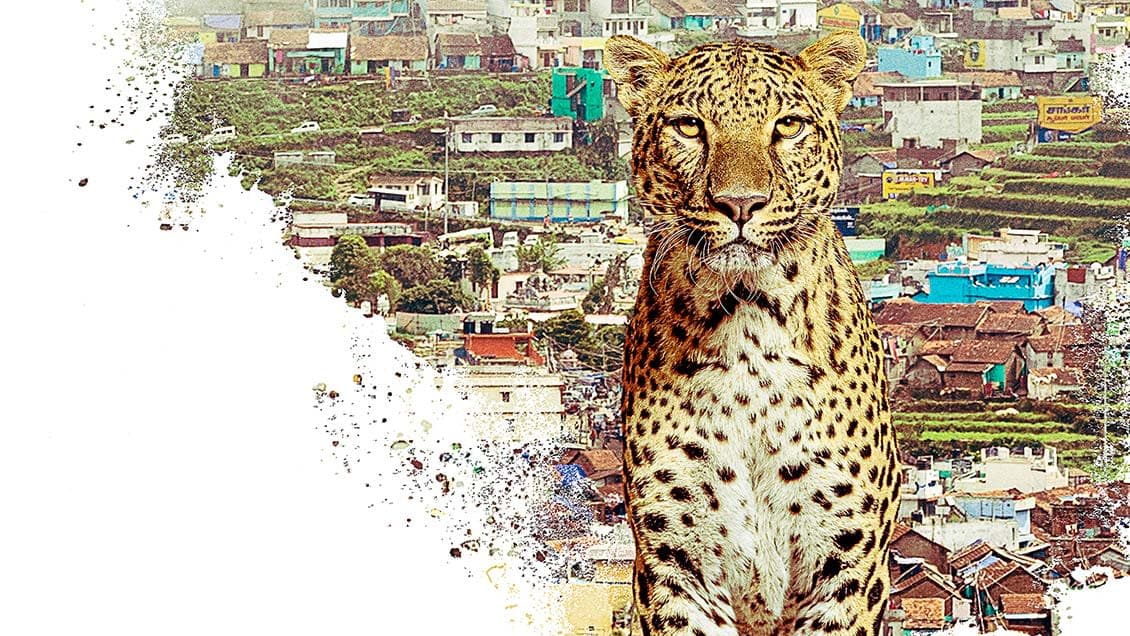 Mavi Dağların Hikayesi