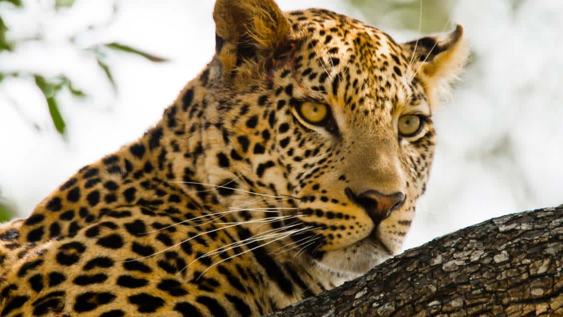 Kalahari: Afrika’nın Gizli Çölü